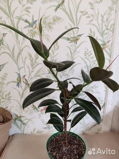 Фикус эластика каучуконосный