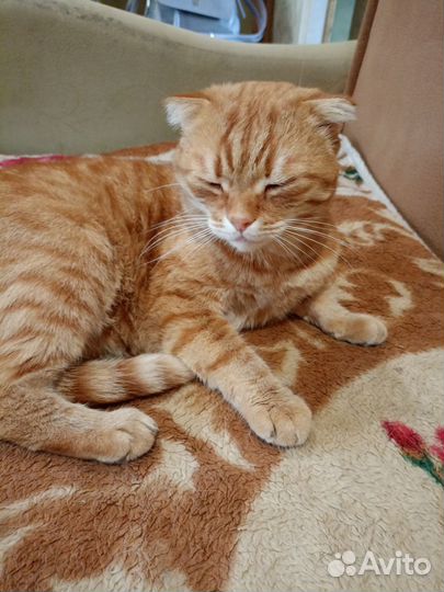 Шотландский вислоухий кот