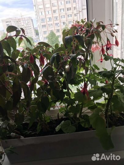 Пеларгония герань, Фуксия ампельная цветущая