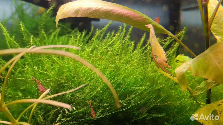Гуппи, яванский мох