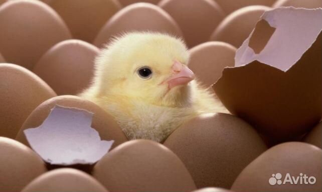 Цыпленок