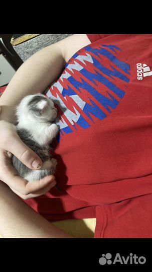 Шкет в добрые руки