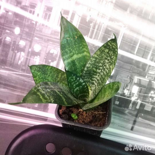 Сансевиерия