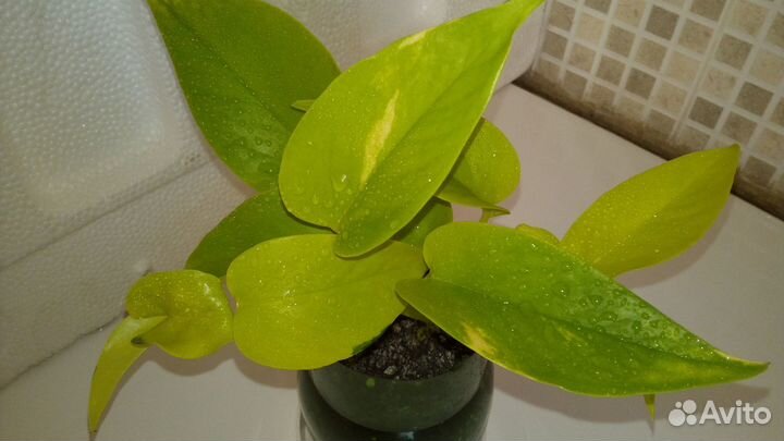 Эпипремнум неон