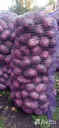 Продам картофель домашний