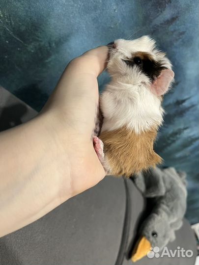 Морская свинка