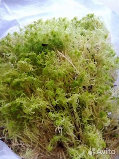 Сфагнум свежий зелёный живой растущий от 2 литров