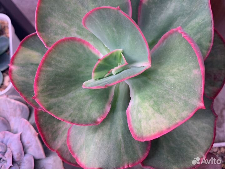 Эхеверия Аврора вариегата