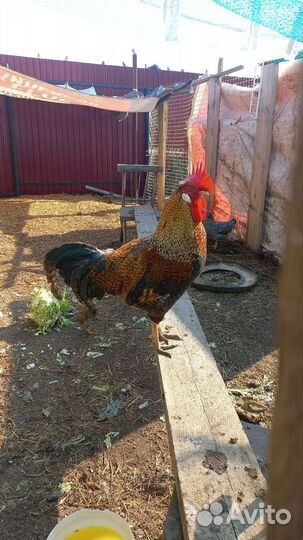 Куры петухи