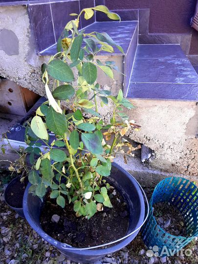 Пионовидная роза поль нейрон