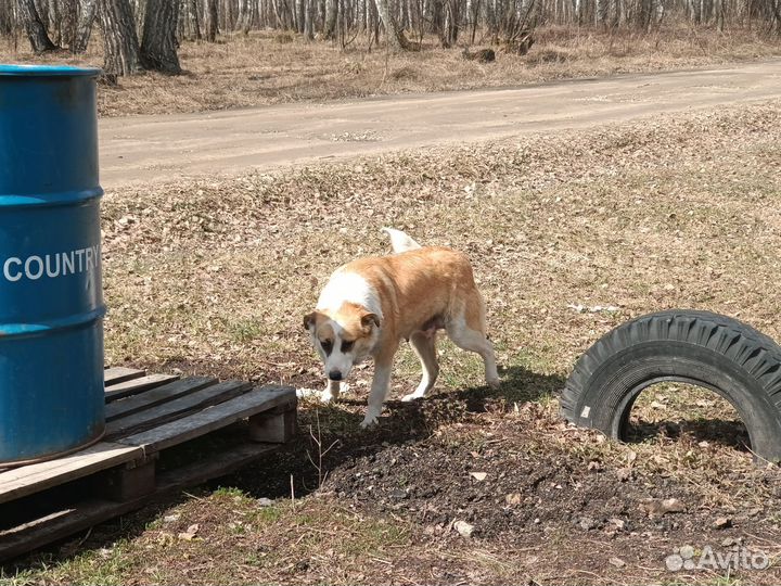 Отдам собаку в добрые руки бесплатно