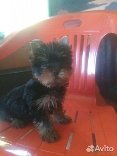 Йоркширский терьер высокопородный, вязка