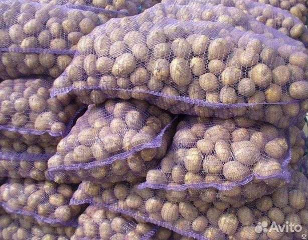 Продажа сертифицированного семенного картофеля купить в Кемерово ...