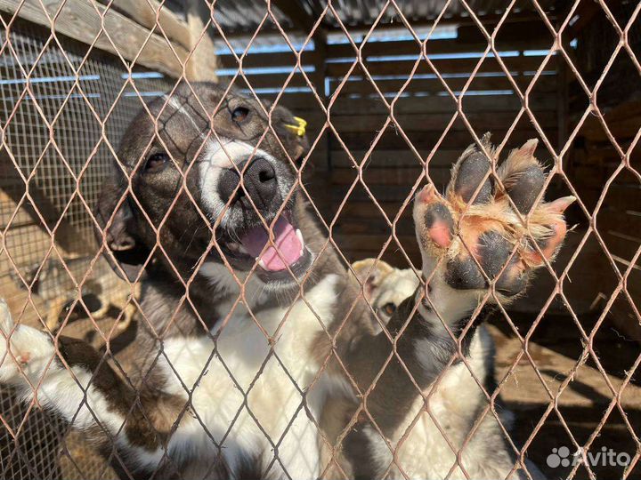 Собака ищет дом