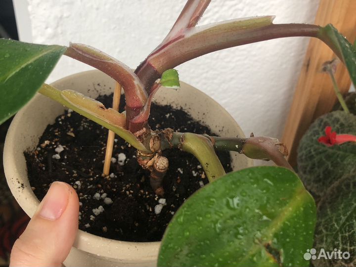 Филодендрон белый рыцарь