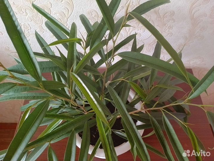 Фикус бенджамина Али