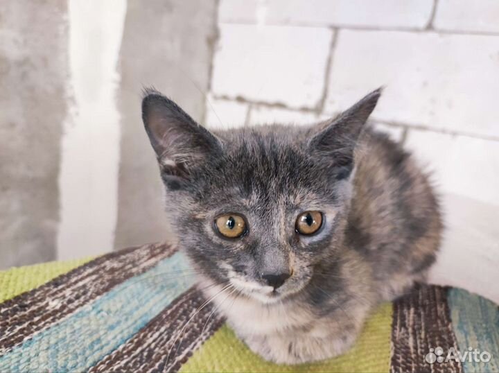 Котёнок, девочка, в добрые руки