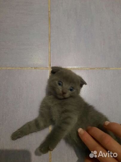 Котята в добрые руки бесплатно коты