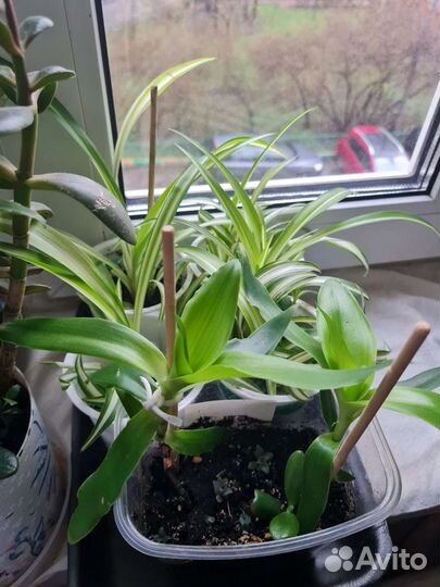 Золотой ус алое каланхое хлорофитум