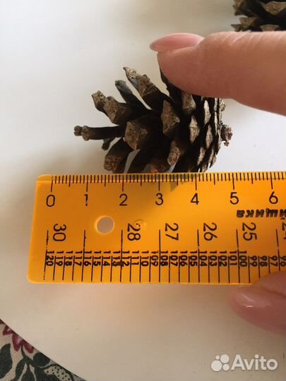 Шишки сосновые продать