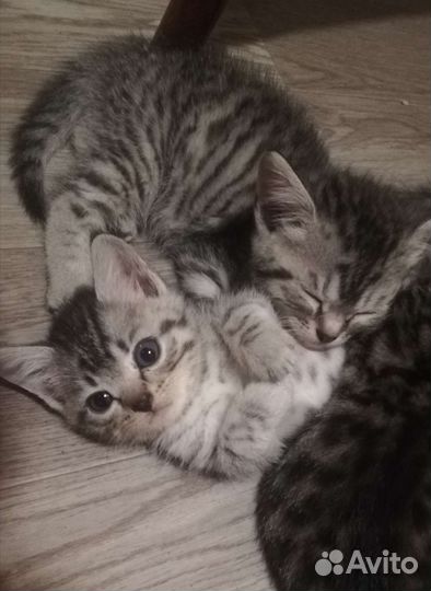 Котята Вискас в добрые ручки