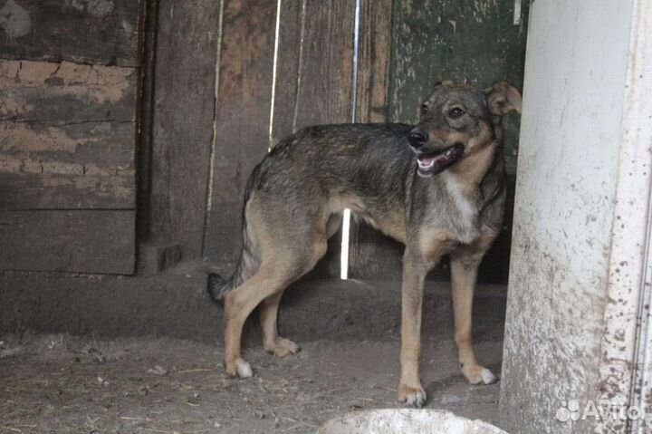 История Чары, которая ждет счастливого завершения