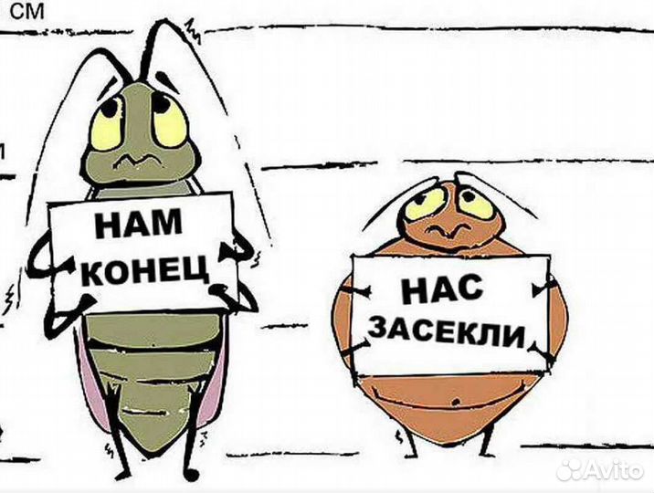 Клещи тараканы клопы муравьи осы шершни