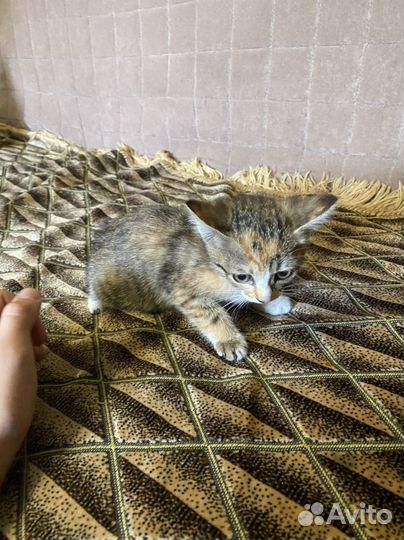 Котенок кошечка