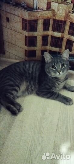 Кот