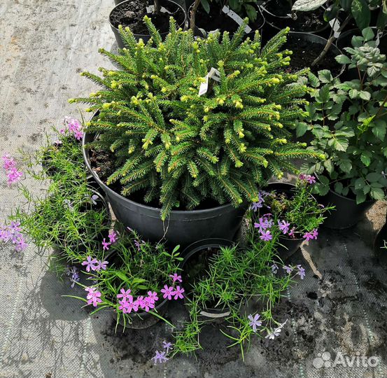 Ель Нидиформис, диаметр 50 см