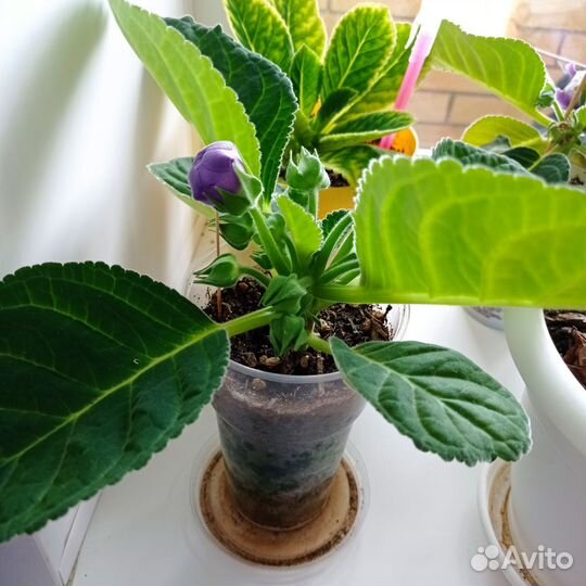 Глоксиния махровая