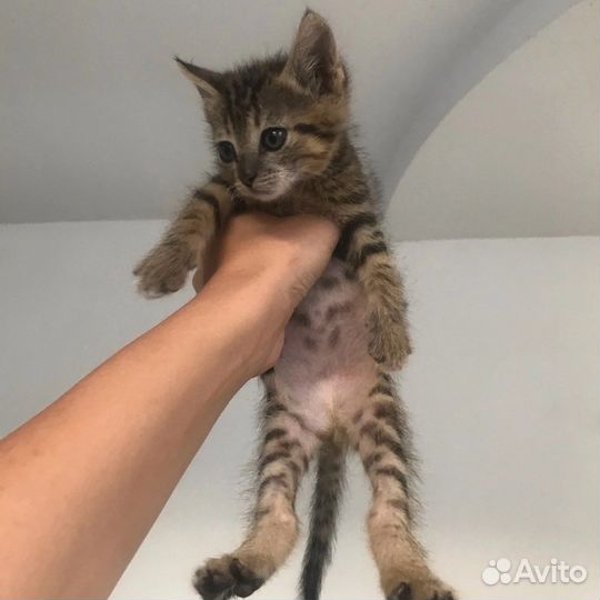 Отдам котенка в добрые руки