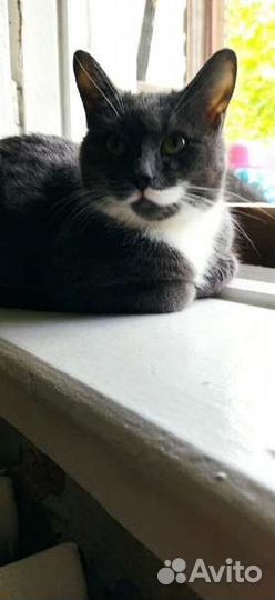 Кот 1 год