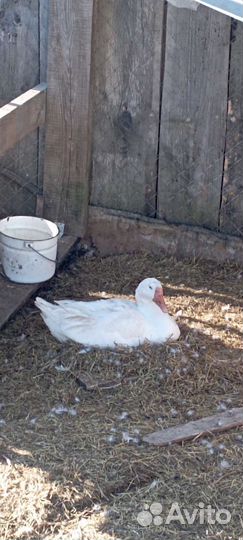 Инкубационное яйцо гусей линда