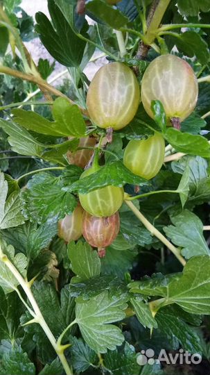 Саженцы крыжовника