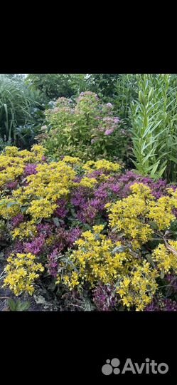 Почвопокровники