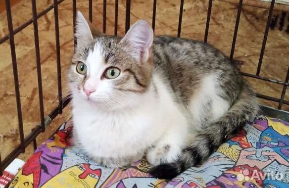 Стерильные кот и кошка