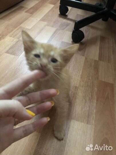 Рыжее счастье в хорошие руки