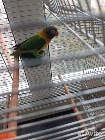 Попугай масковый неразлучник