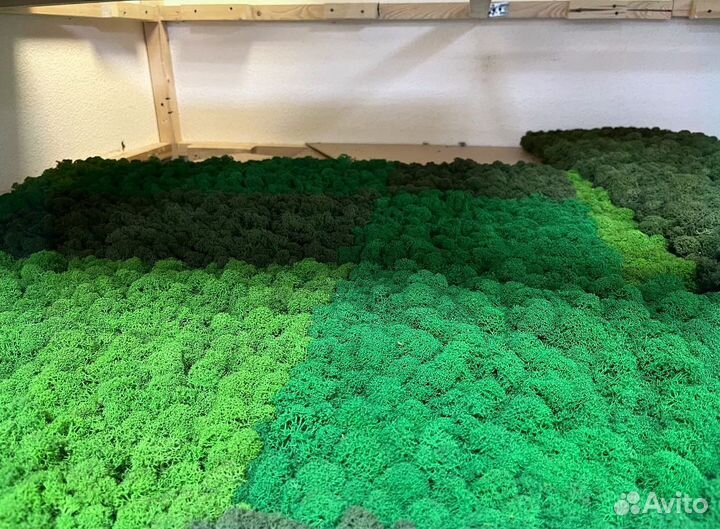 Стабилизированный мох панно