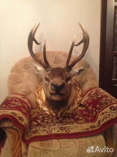 Чучело оленя