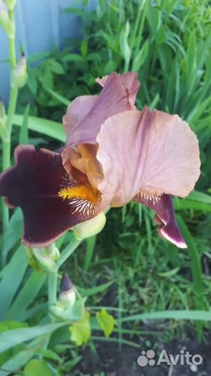 Ирисы бородатые саженцы