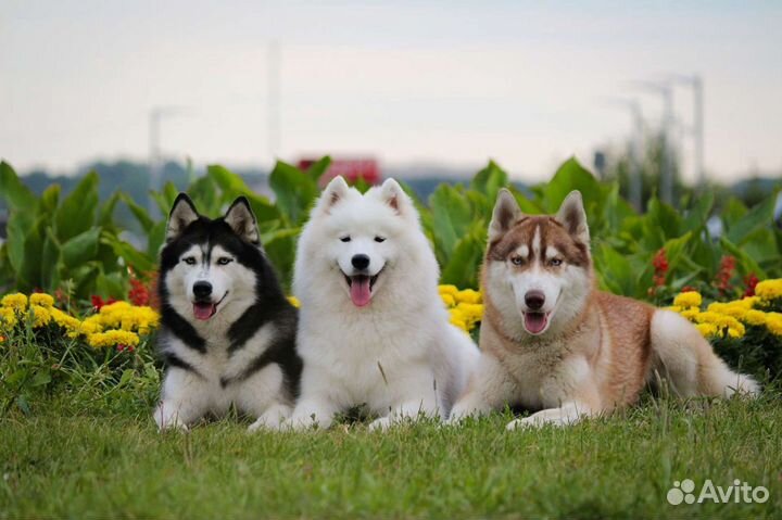 Хаски, Самоед фото, катания, Догшоу