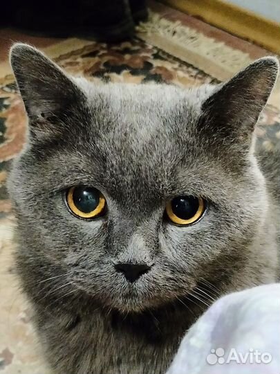 Британский кот