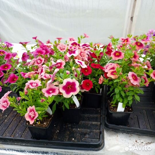 Вегетативные растения