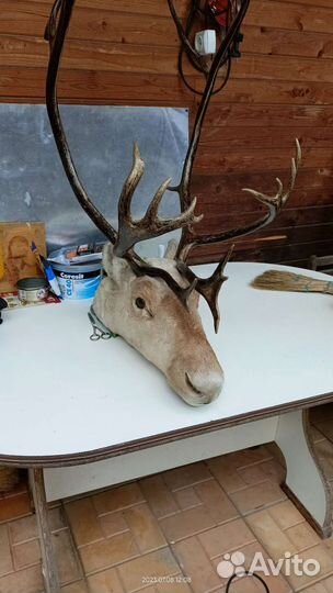 Чучело головы оленя