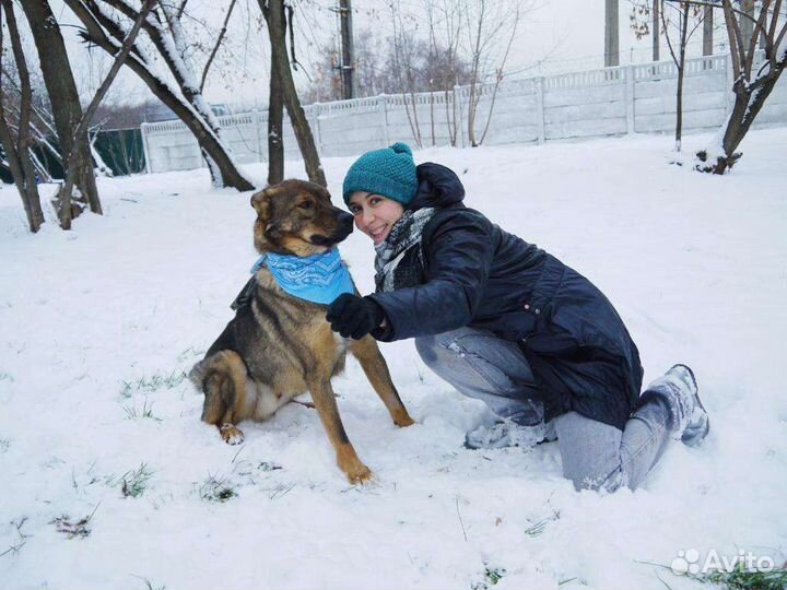 Собака улыбака Кекс в добрые руки