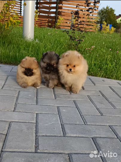 Померанский шпиц