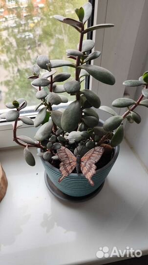 Толстянкаденежное дерево