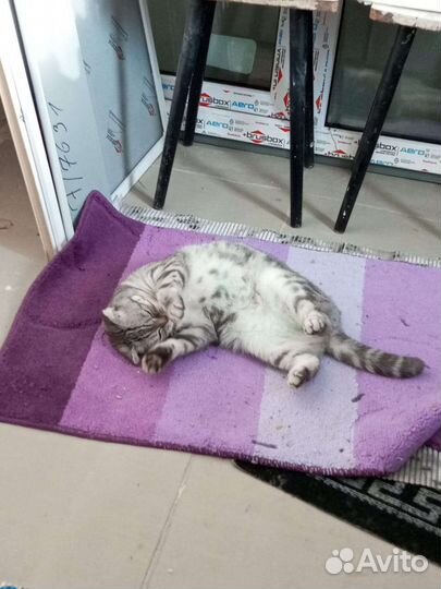 Кошка в дар